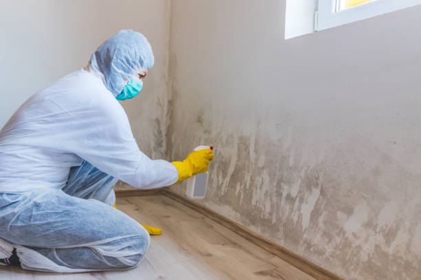 Licensed Commercial Mold Remediation service in Boulder, CO - WQB Mold Removal